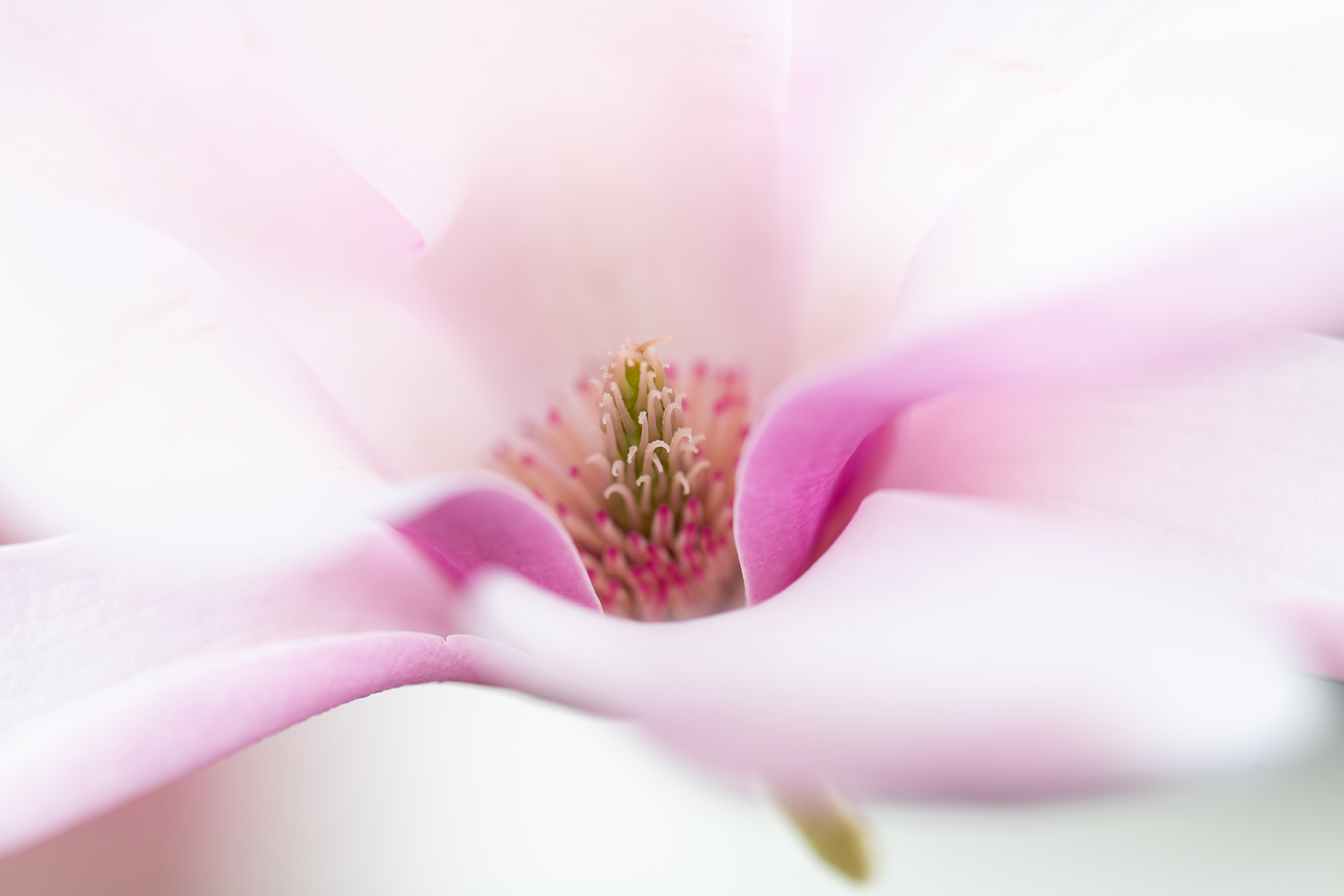 Magnolia